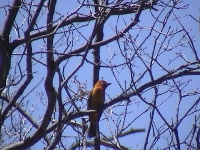 Flame-colored Tanager - Nancy & Bill LaFramboise