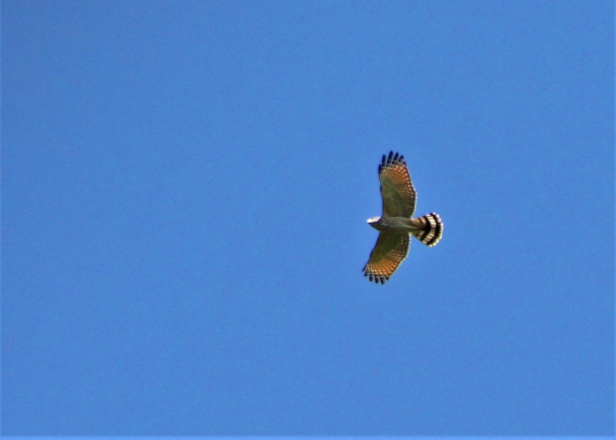Roadside Hawk - ML102627971