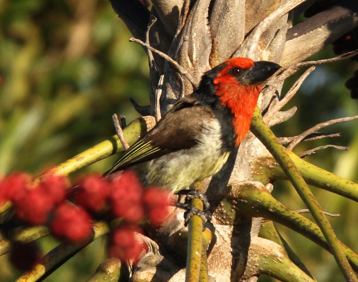 Black-collared Barbet - ML102631311