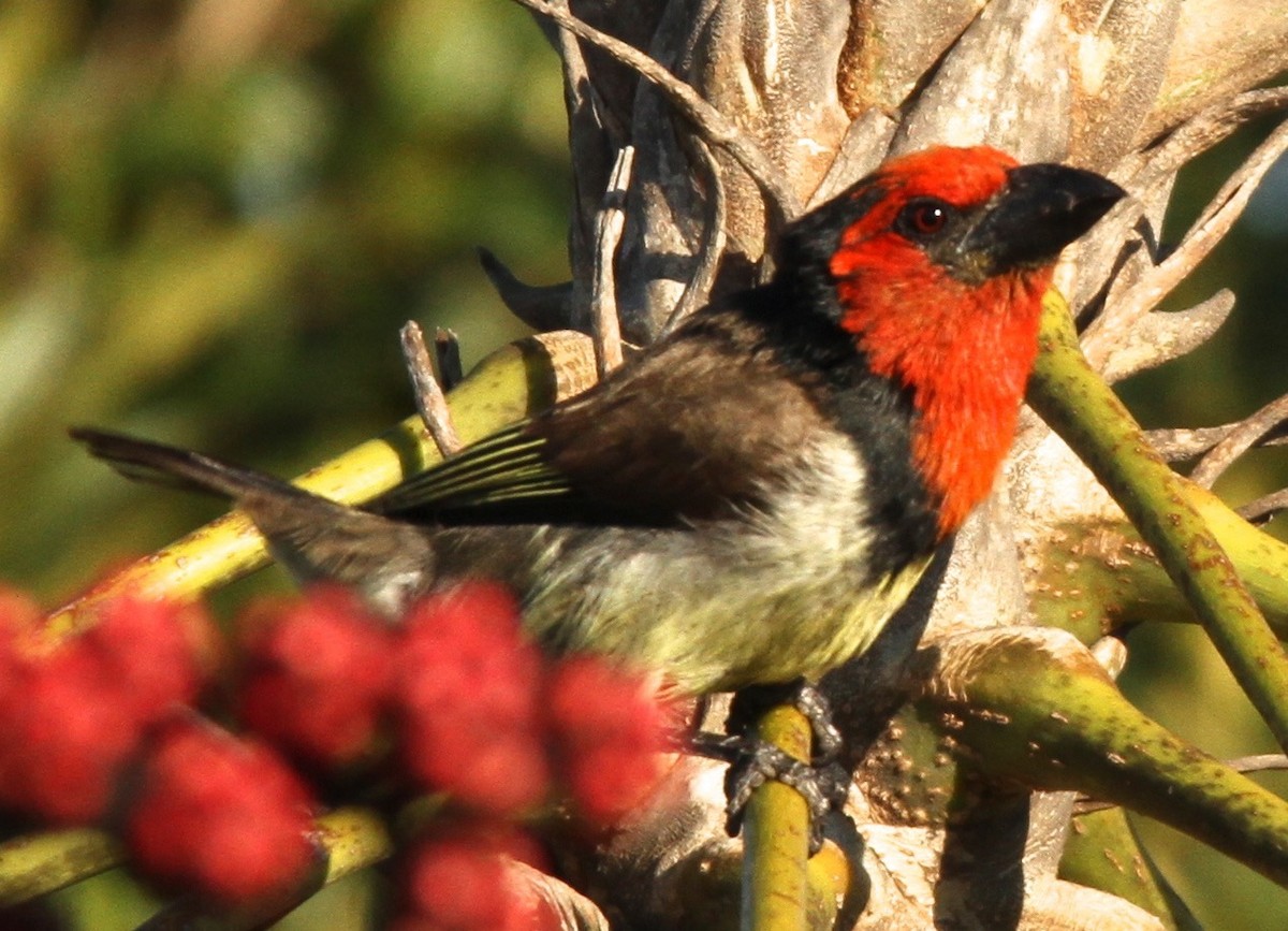 Black-collared Barbet - Connie Lintz