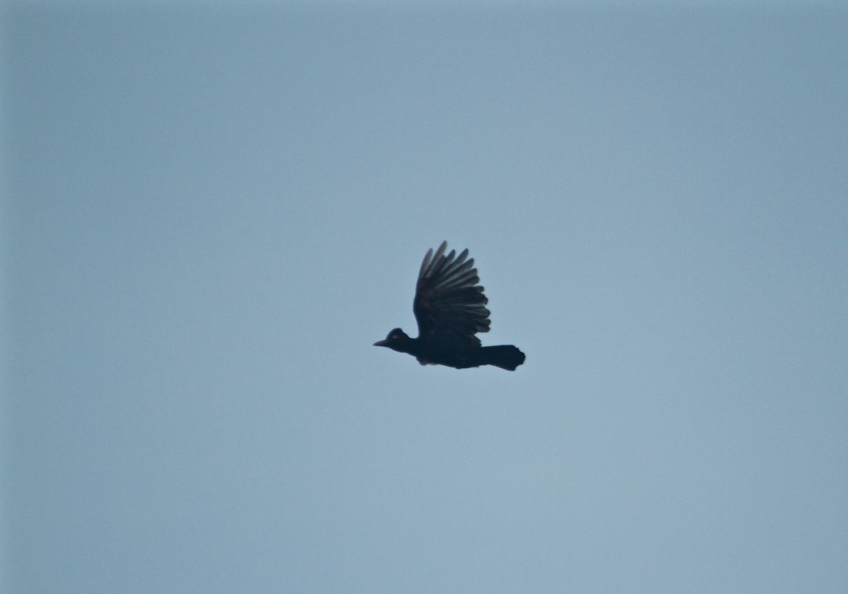 Amazonian Umbrellabird - Will Sweet