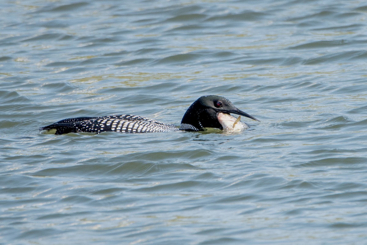 Common Loon - Sue Barth