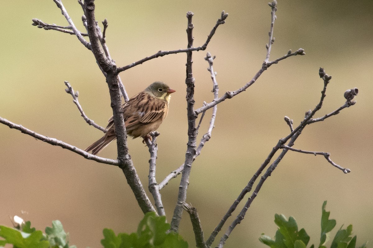 Ortolan Bunting - ML102632201