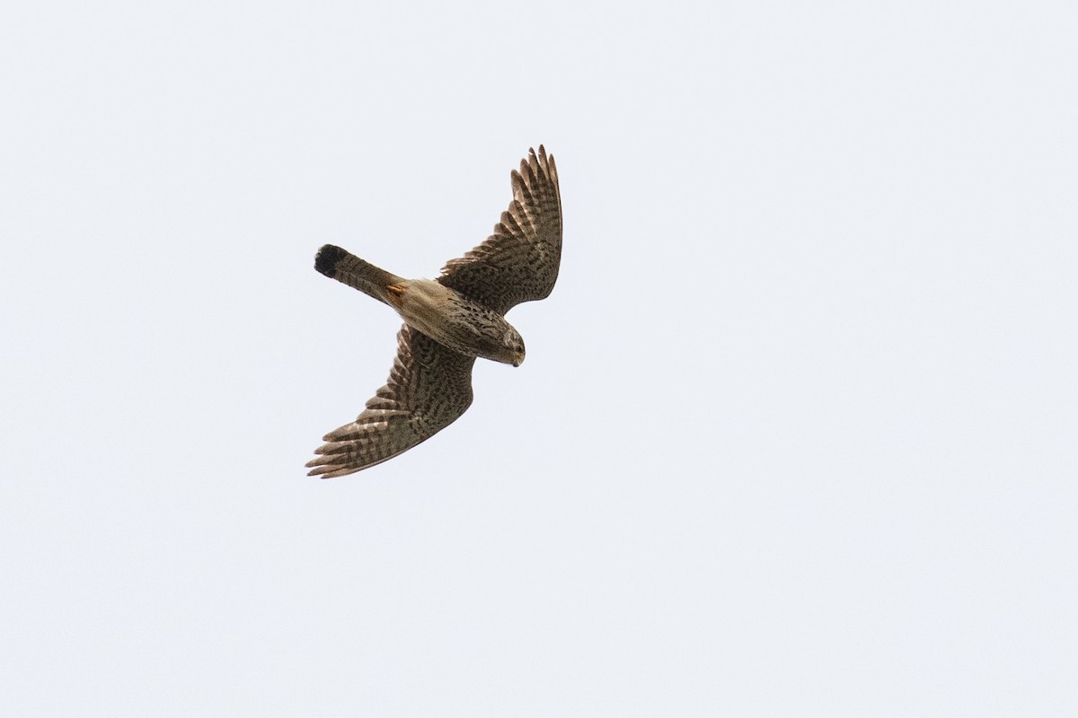 Eurasian Kestrel - Ken Chamberlain