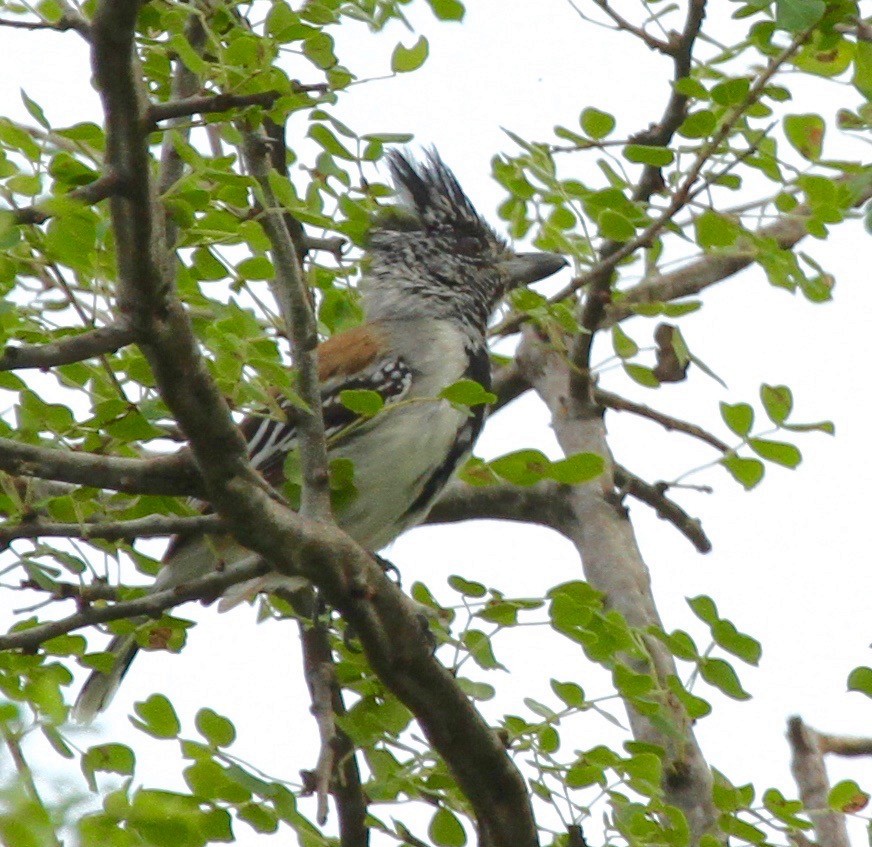 Black-crested Antshrike - ML102633361