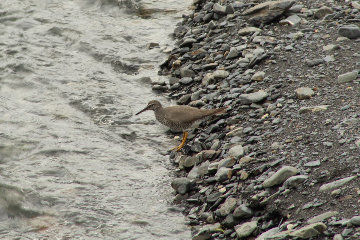 Wandering Tattler - ML102633851