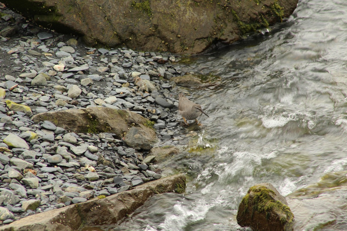 Wandering Tattler - ML102633871