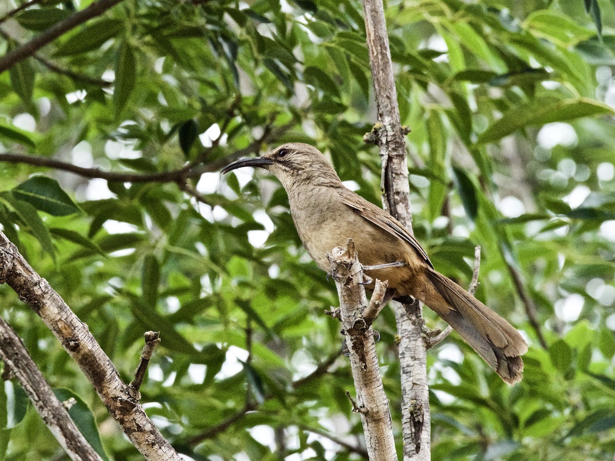 California Thrasher - ML102634161
