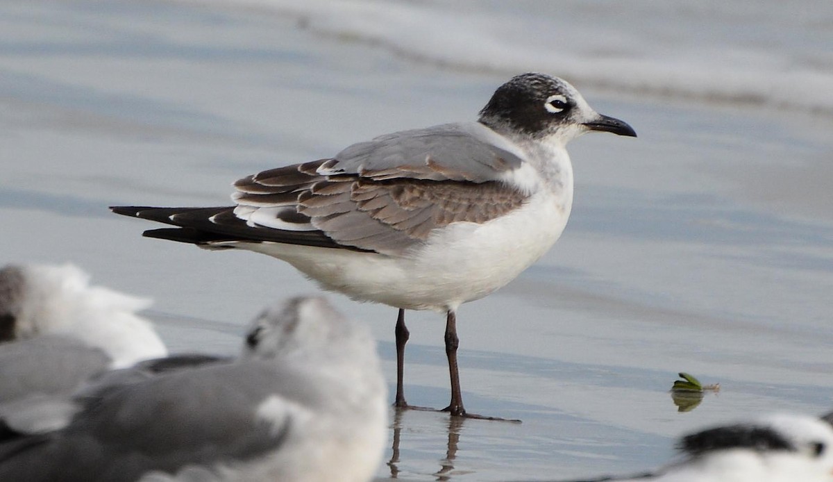 Franklin's Gull - James Armstrong