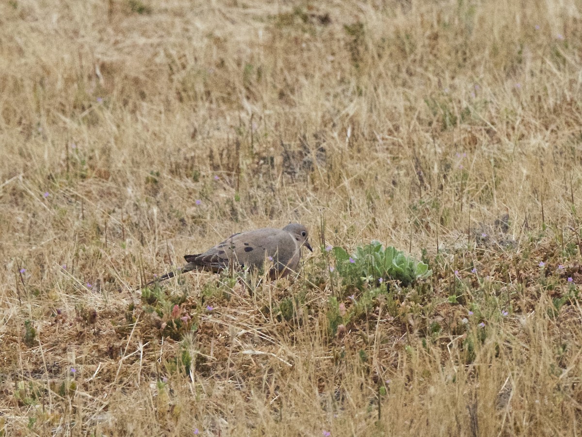 Mourning Dove - ML102635121