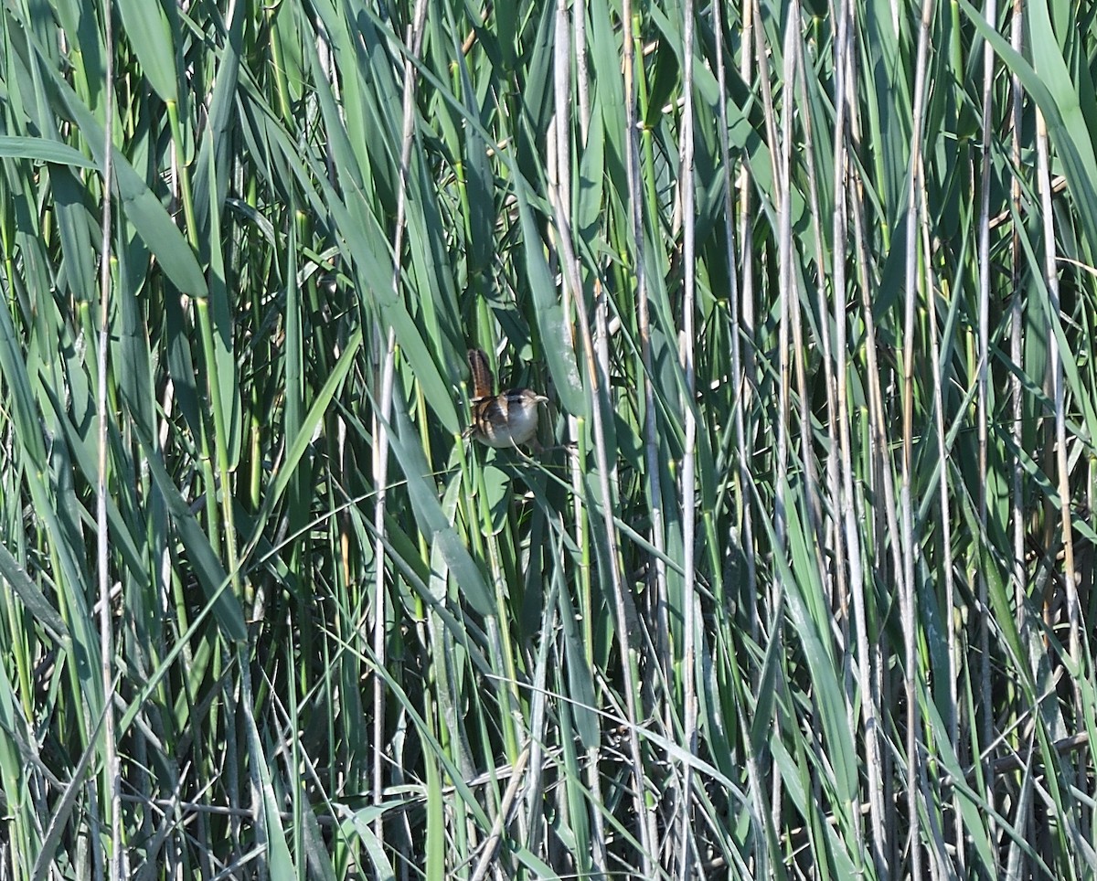 Marsh Wren - ML102637271