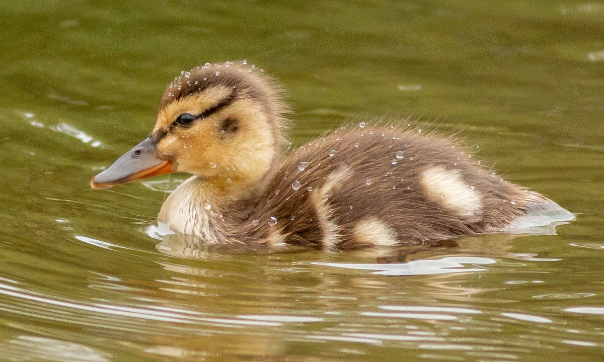 Mallard - ML102638011