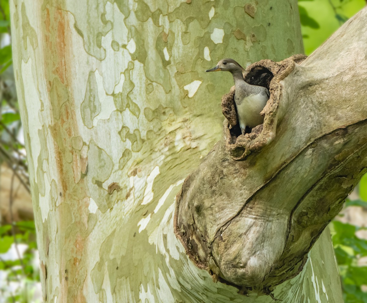 Hooded Merganser - Anthony VanSchoor