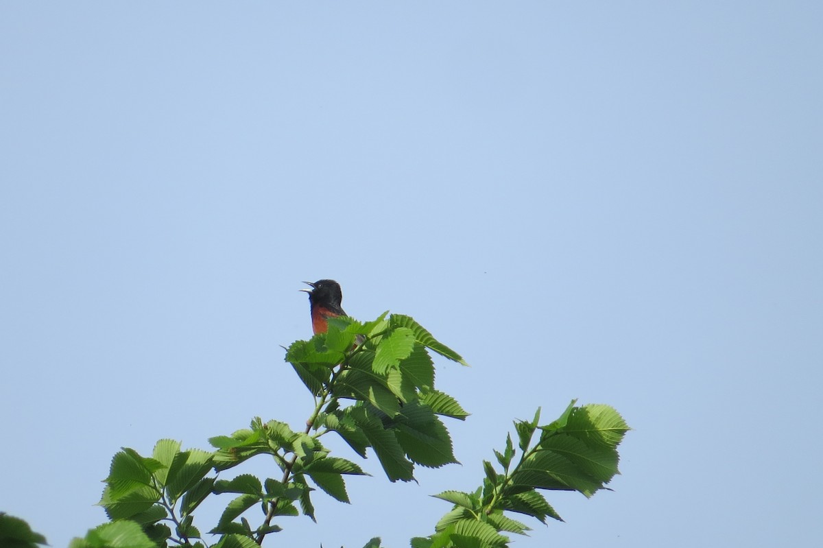 Orchard Oriole - ML102638891