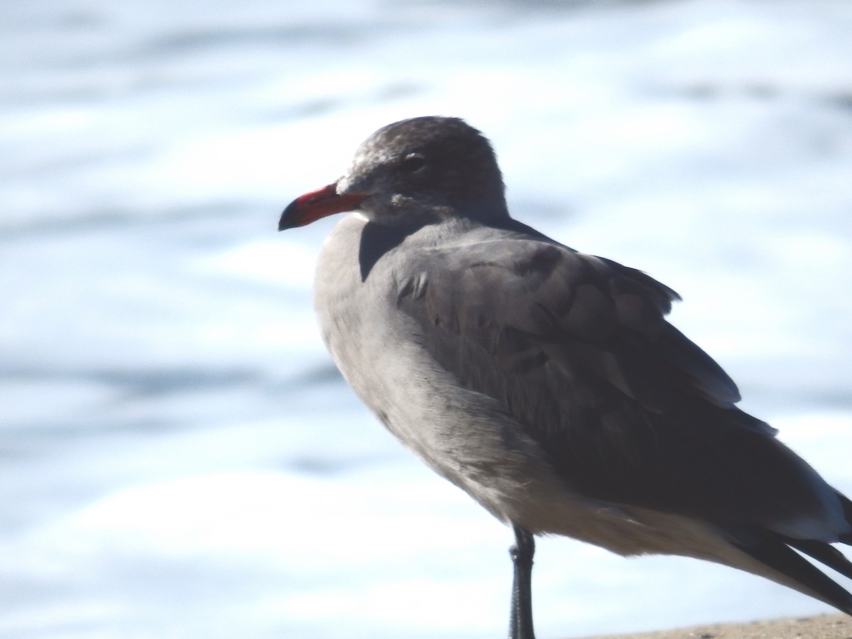 Heermann's Gull - Bill Ypsilantis