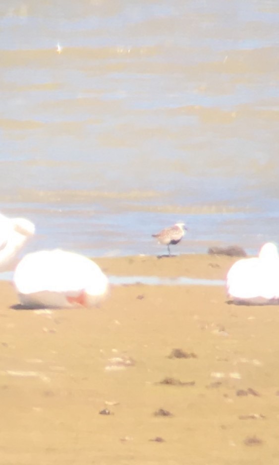 Black-bellied Plover - ML102640551