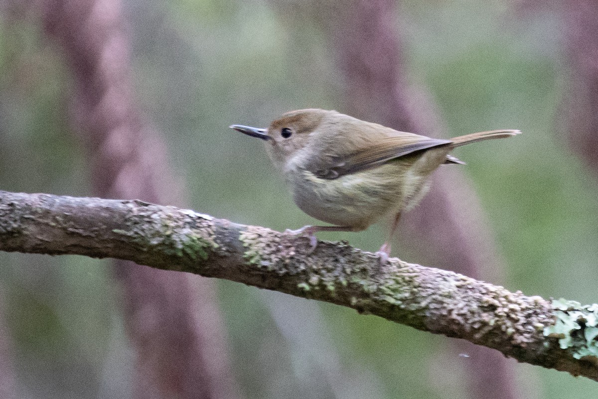 Large-billed Scrubwren - ML102641481