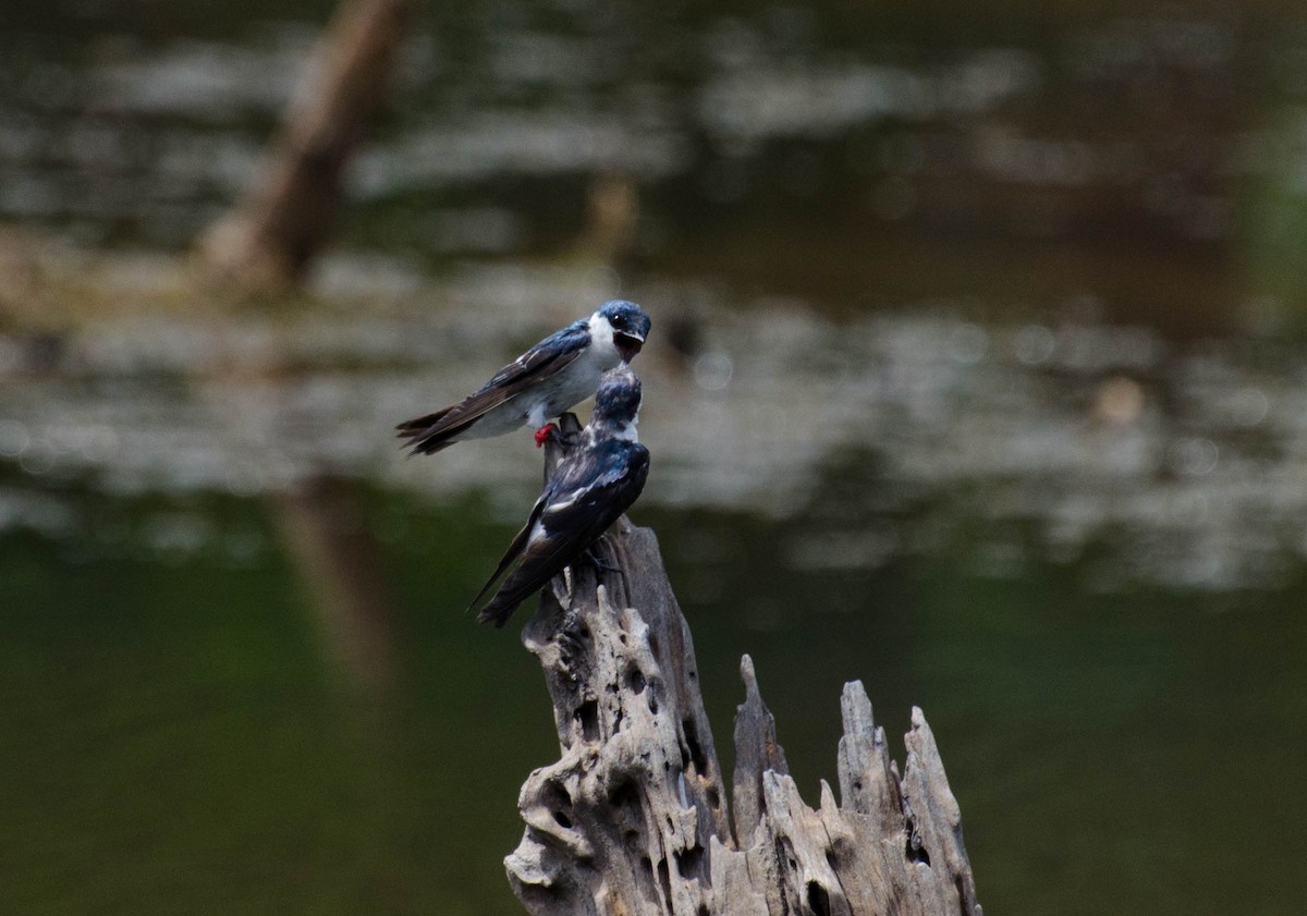 White-winged Swallow - ML102641751