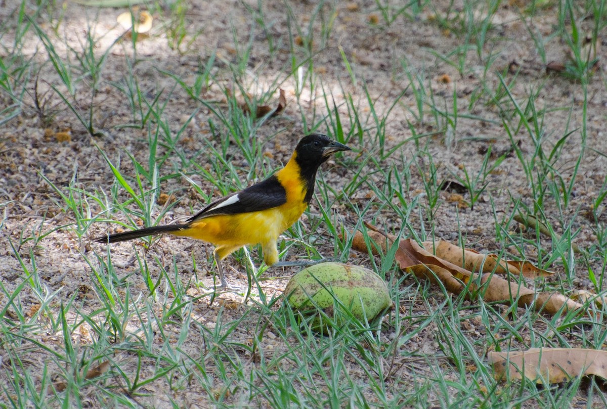 Oriole des campos - ML102642201