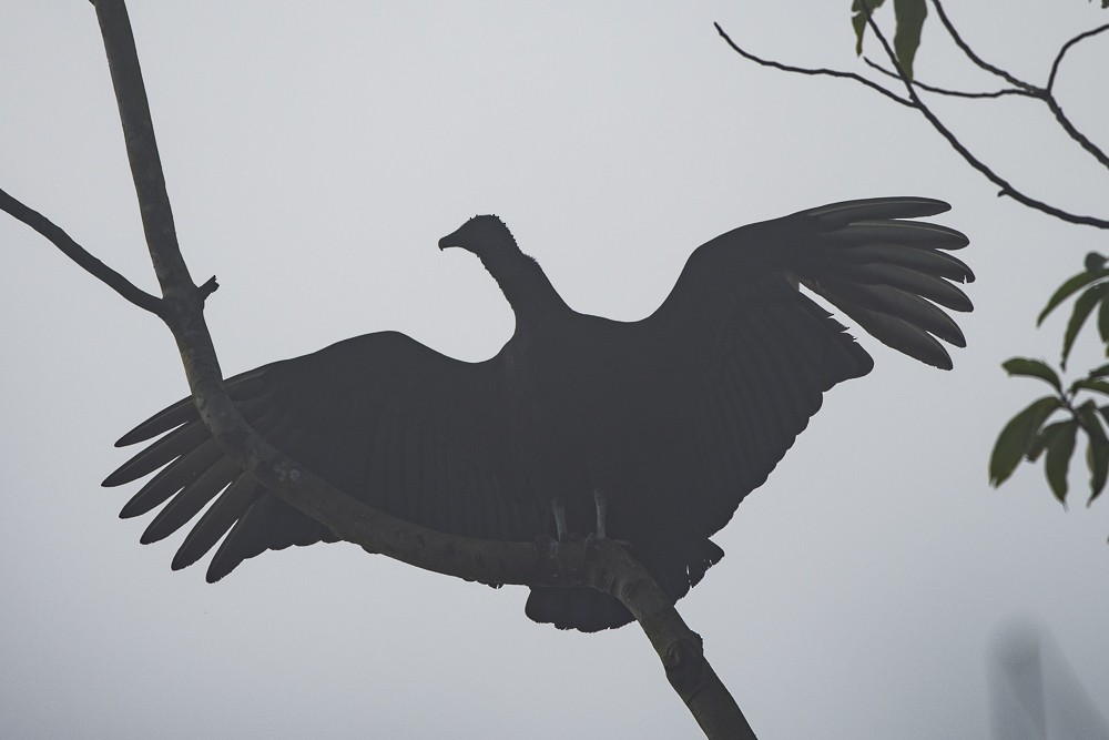 Black Vulture - ML102642211