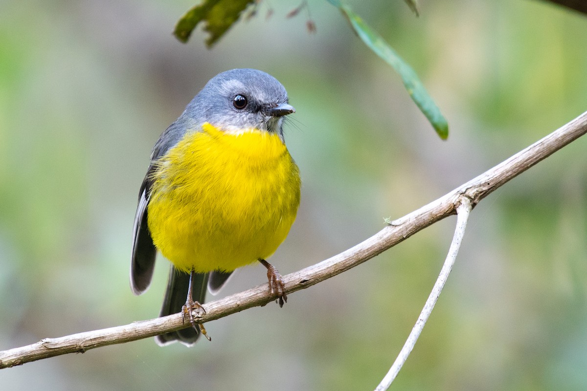 Eastern Yellow Robin - ML102642401