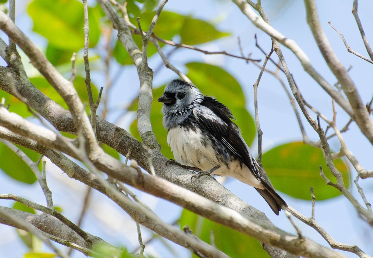 White-bellied Tanager - Marcos Eugênio Birding Guide