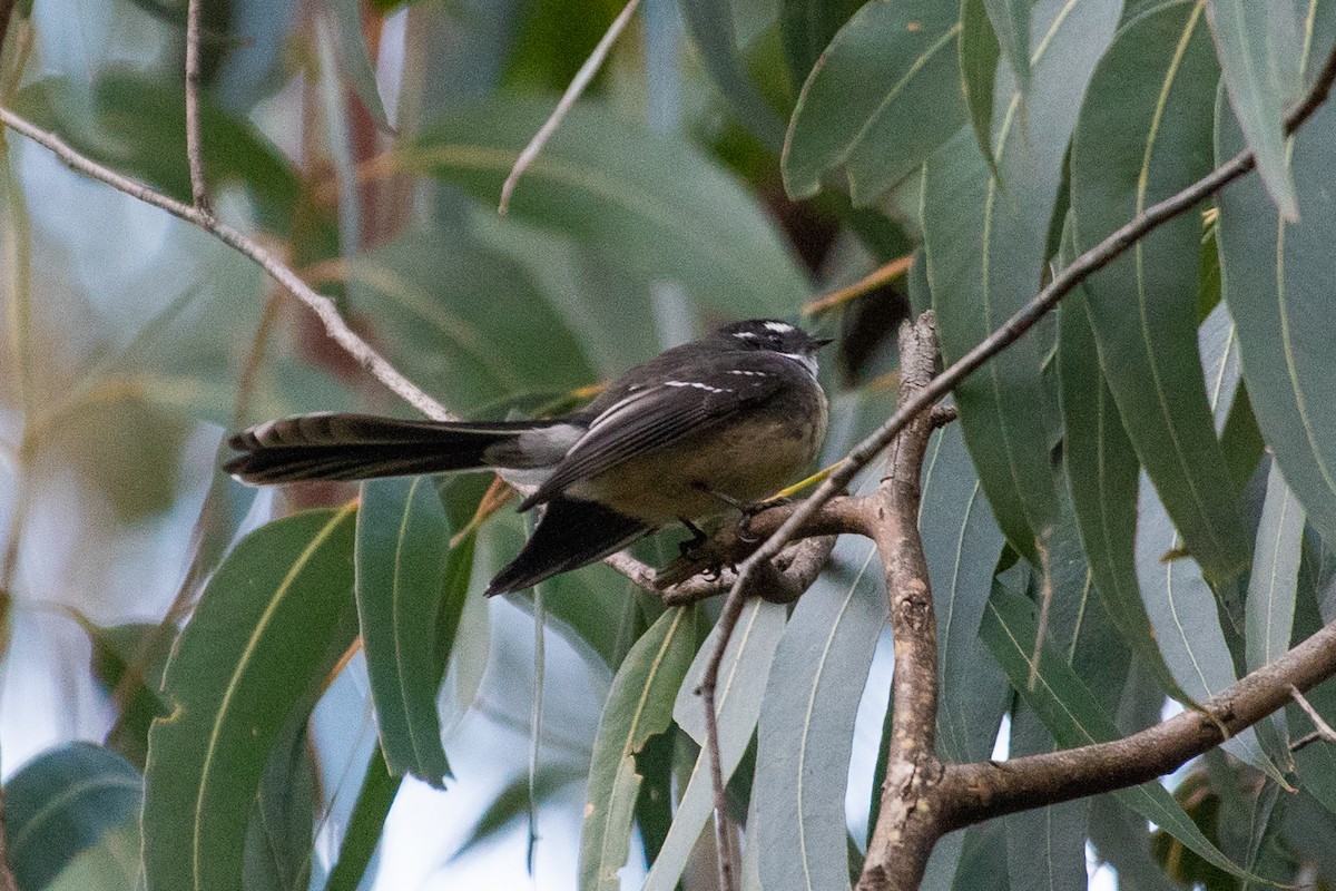 Gray Fantail - ML102642441