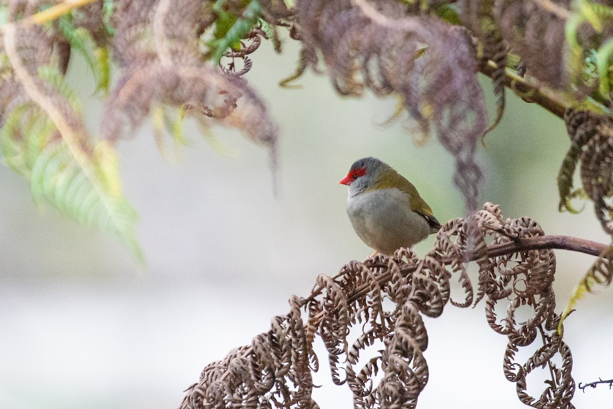 Red-browed Firetail - ML102642451