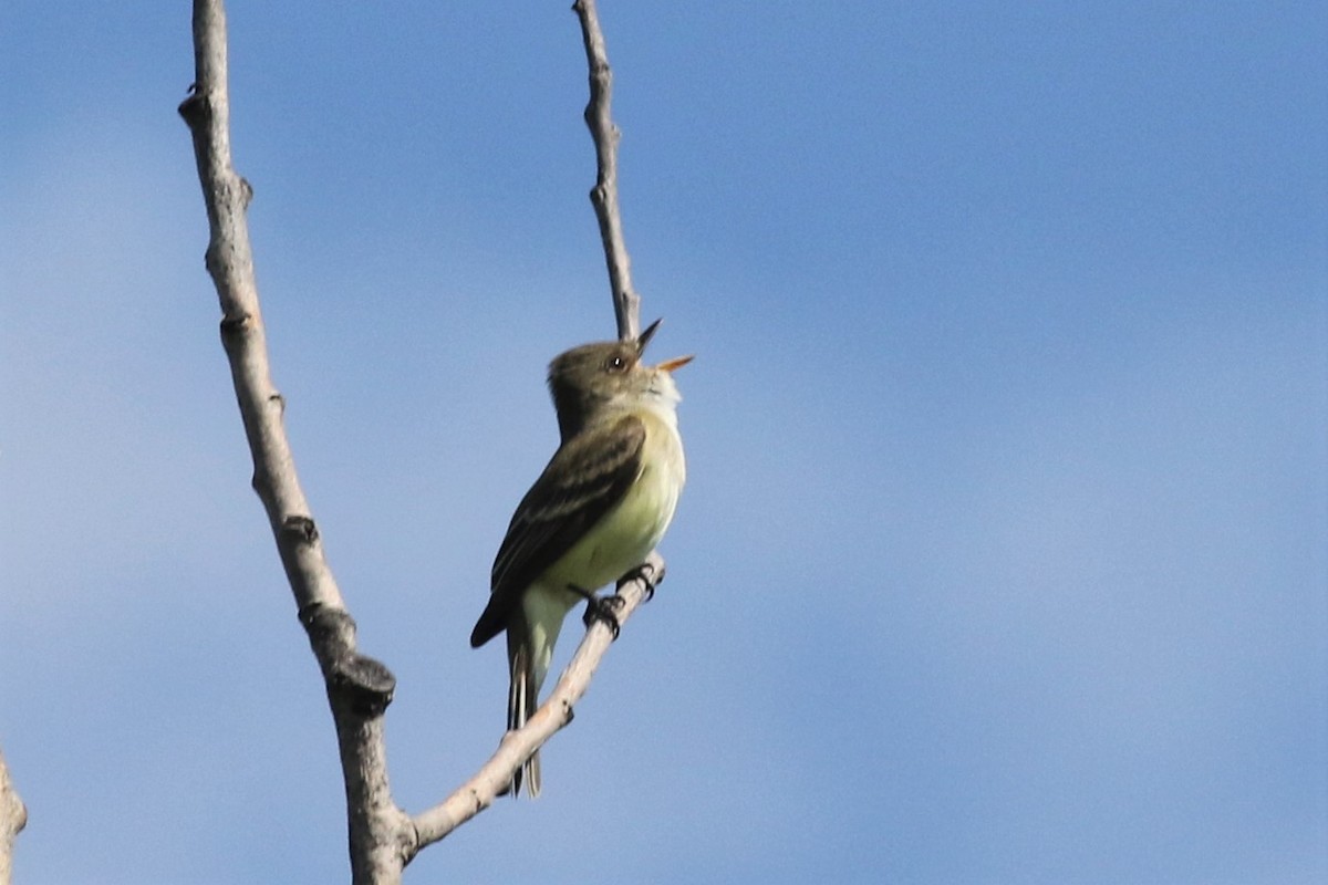 Willow Flycatcher - ML102642511