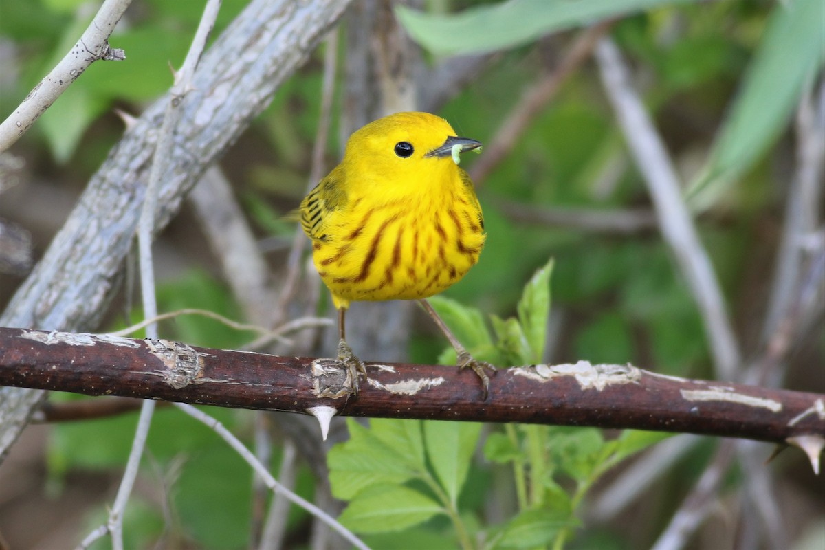 Yellow Warbler - ML102642601