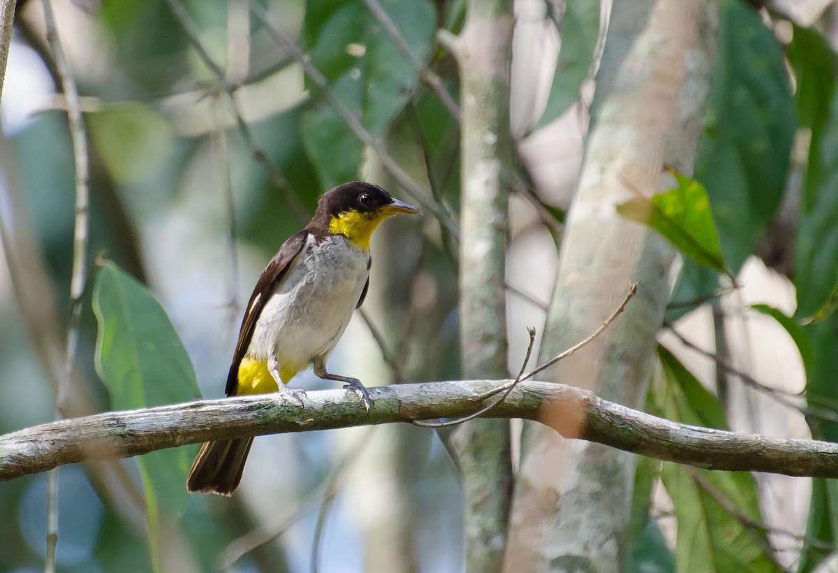 Yellow-backed Tanager - ML102642861