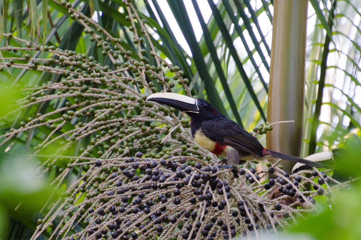 Black-necked Aracari - ML102643121