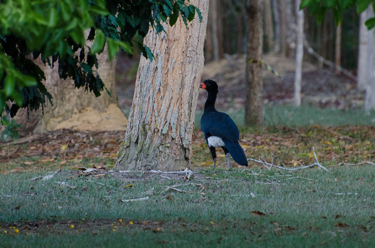 Red-billed Curassow - ML102643231