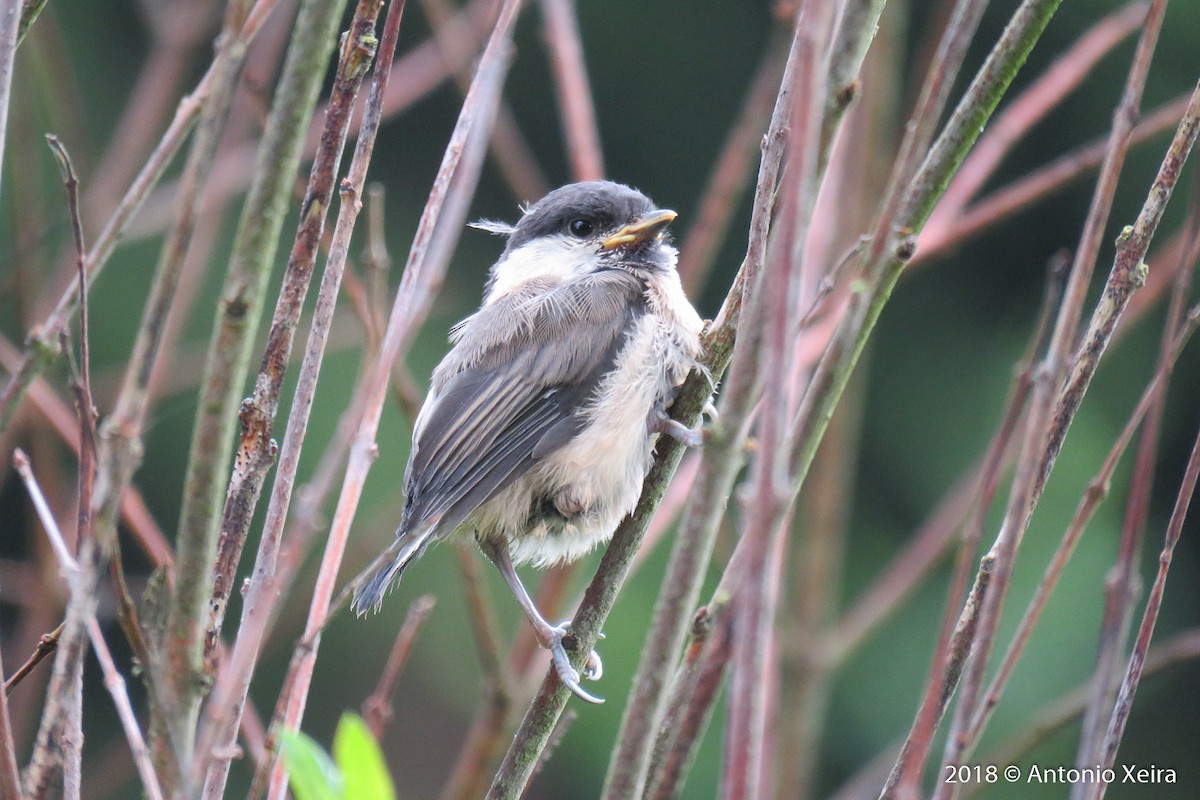 Willow Tit - ML102643591