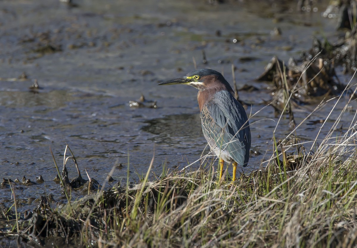 Green Heron - Ronnie d'Entremont