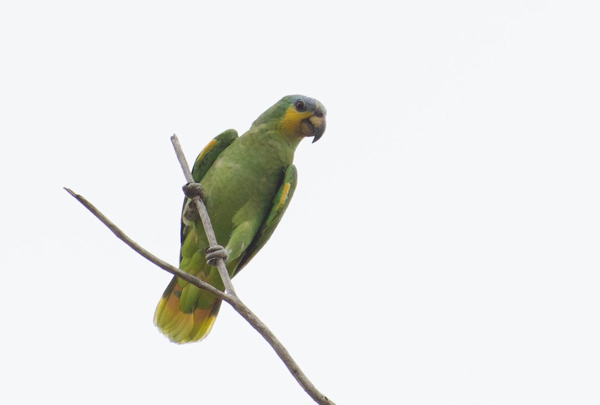 Orange-winged Parrot - ML102645811