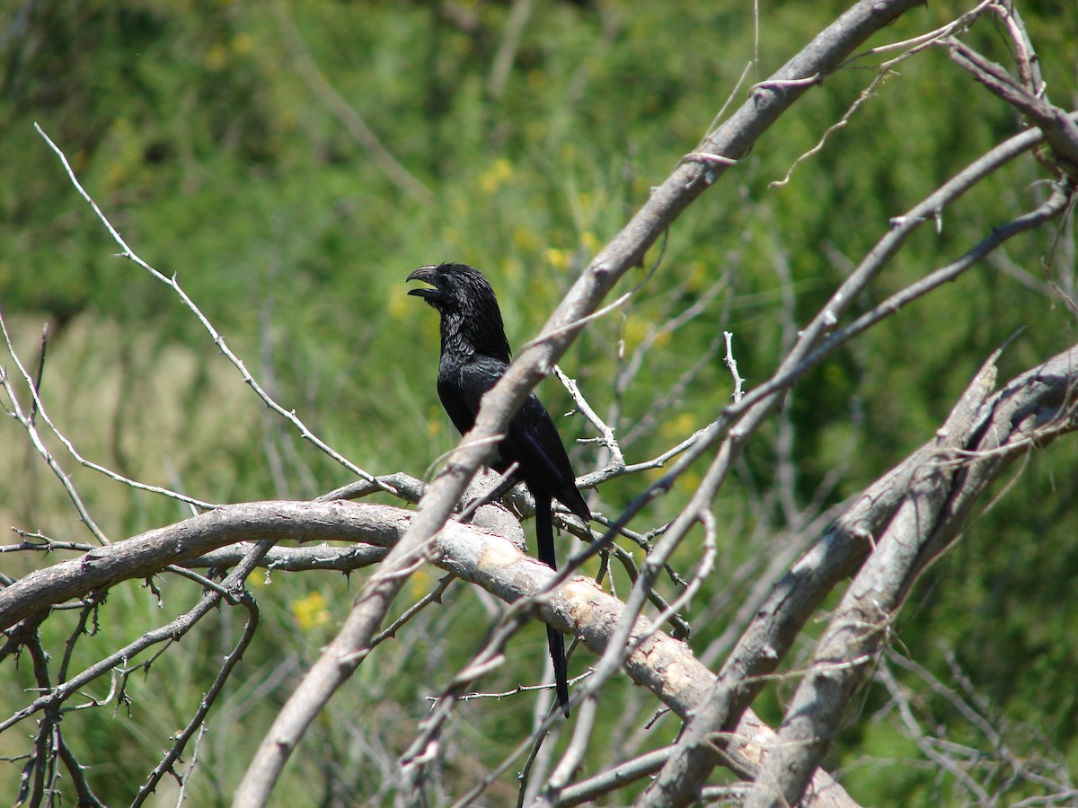 Groove-billed Ani - ML102645851