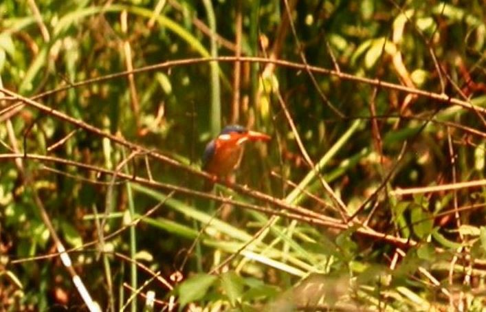 Malachite Kingfisher - ML102646001