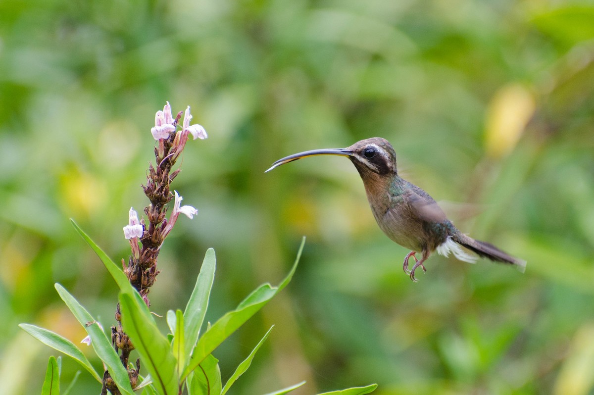 Schillerschattenkolibri - ML102646291