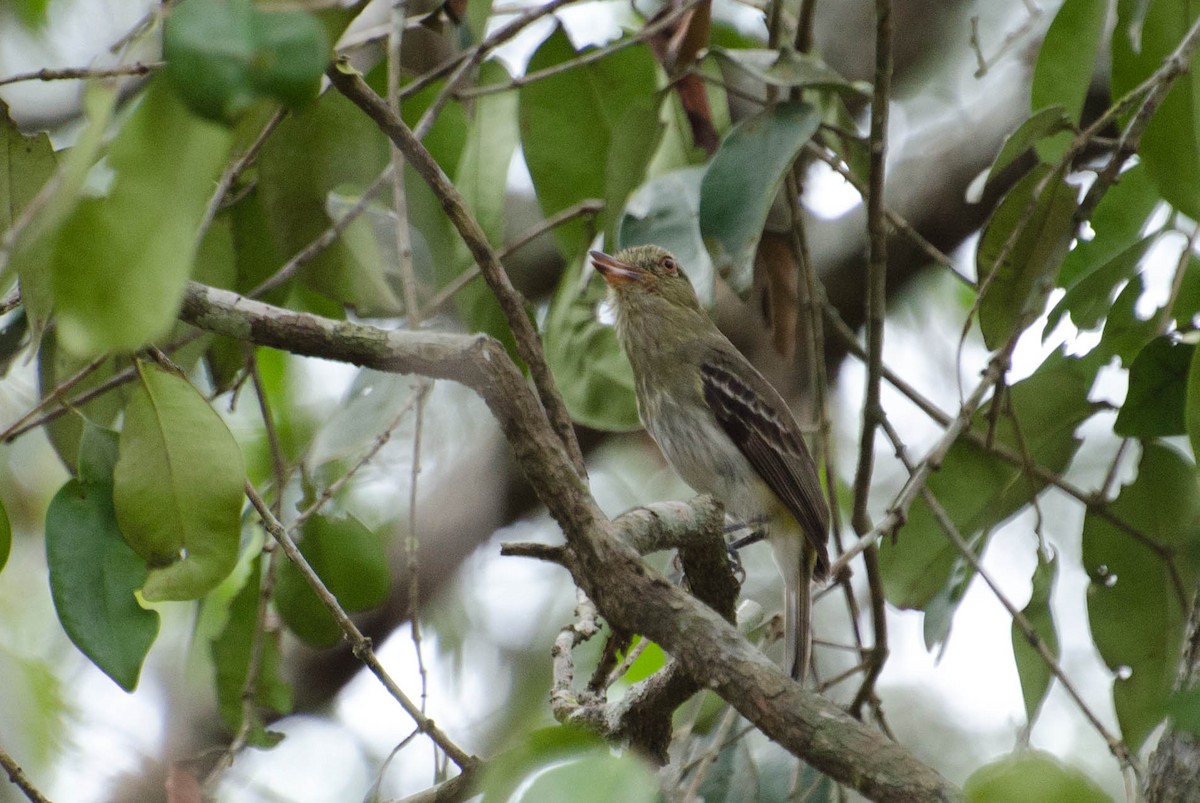 Bright-rumped Attila - ML102646511