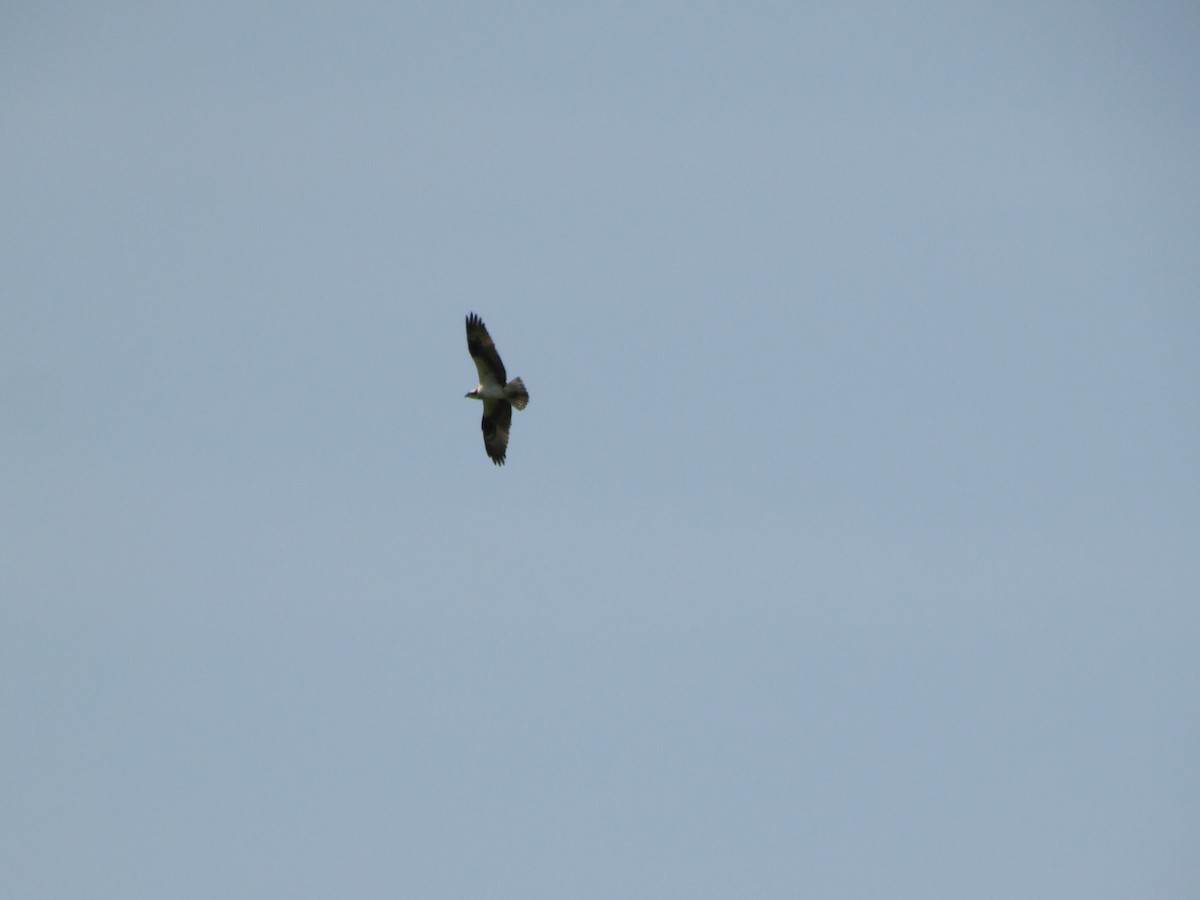 Balbuzard pêcheur - ML102648731