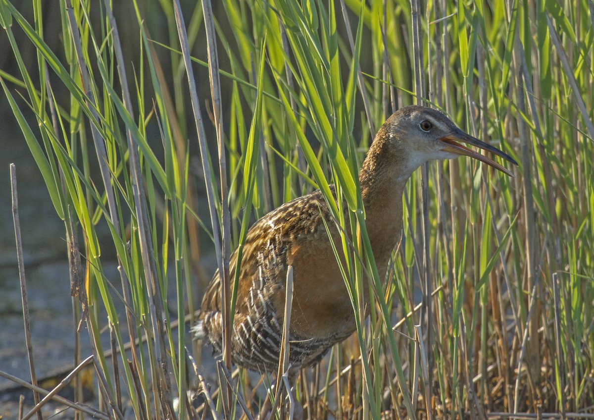 King Rail - Sean Riley