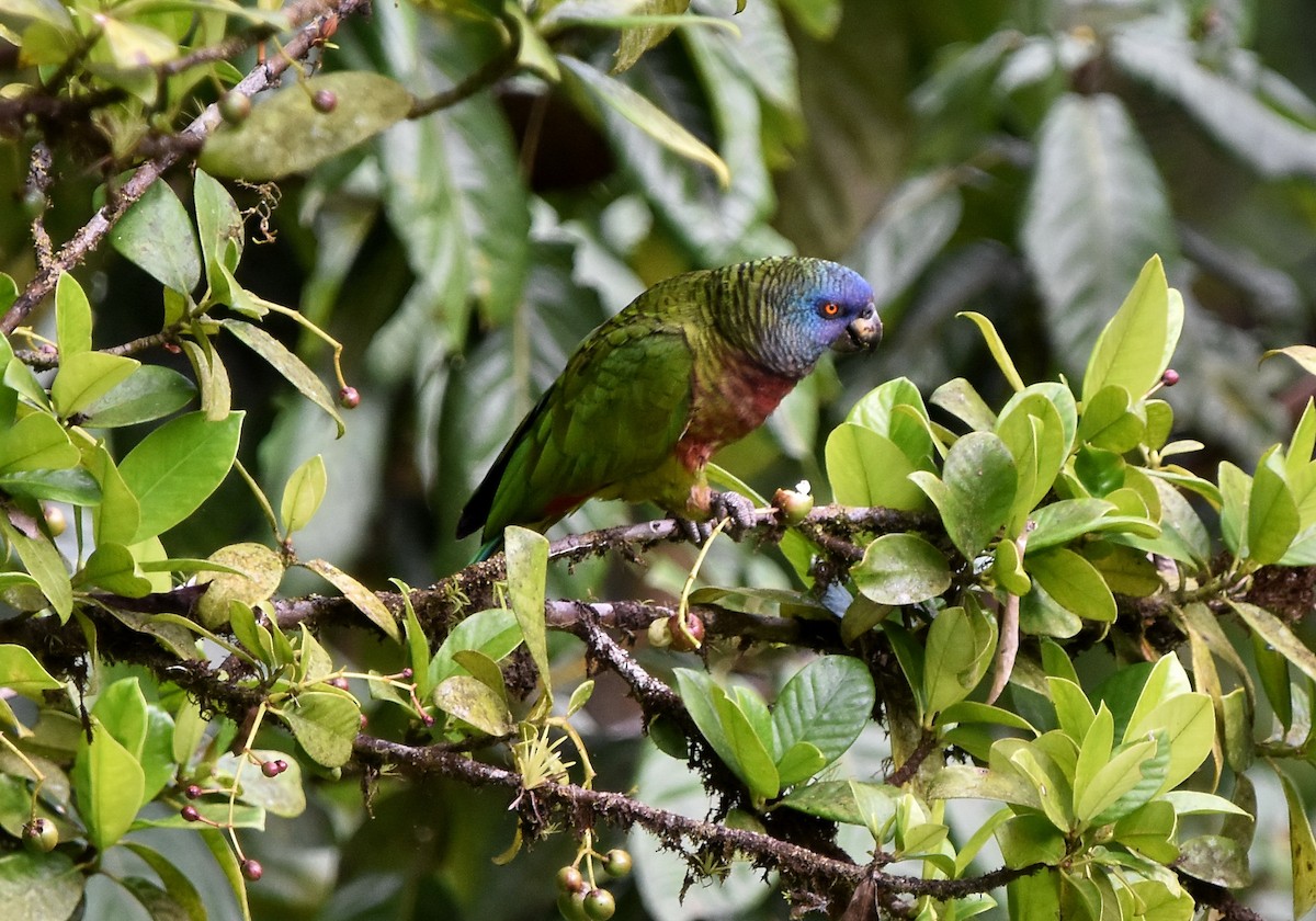 St. Lucia Amazon - Nathan Langwald