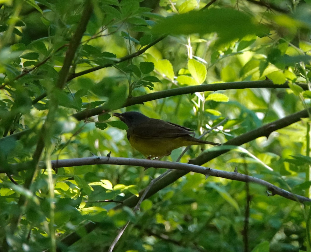 Mourning Warbler - ML102649261