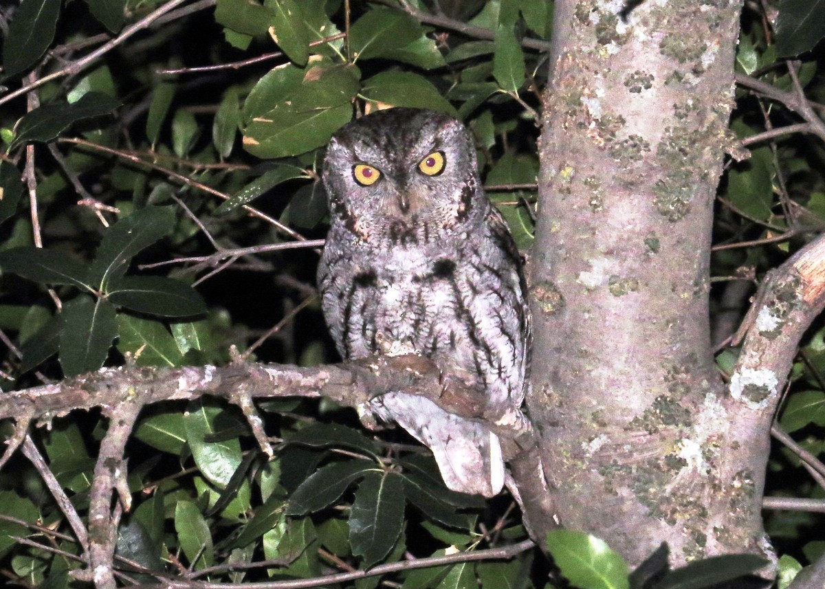 Western Screech-Owl - Jay Carroll