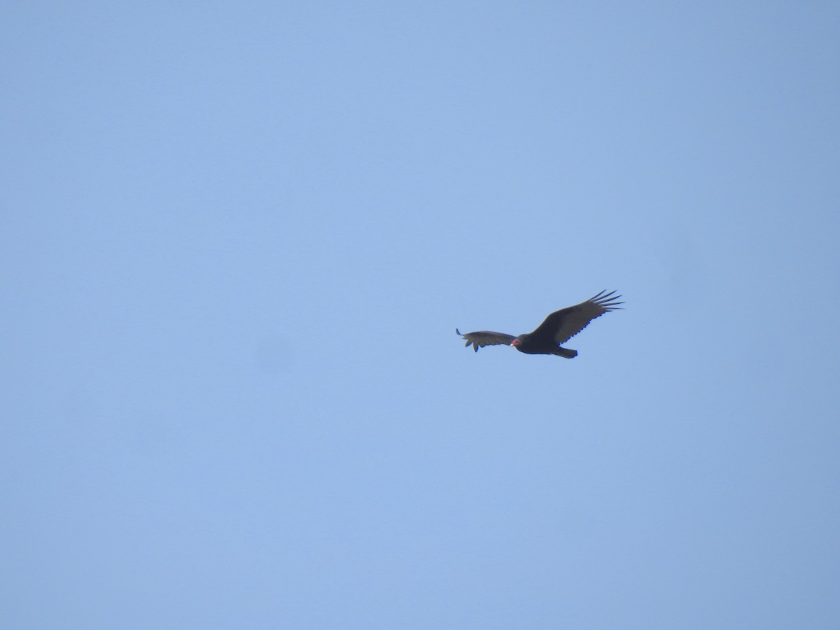 Turkey Vulture - ML102649891