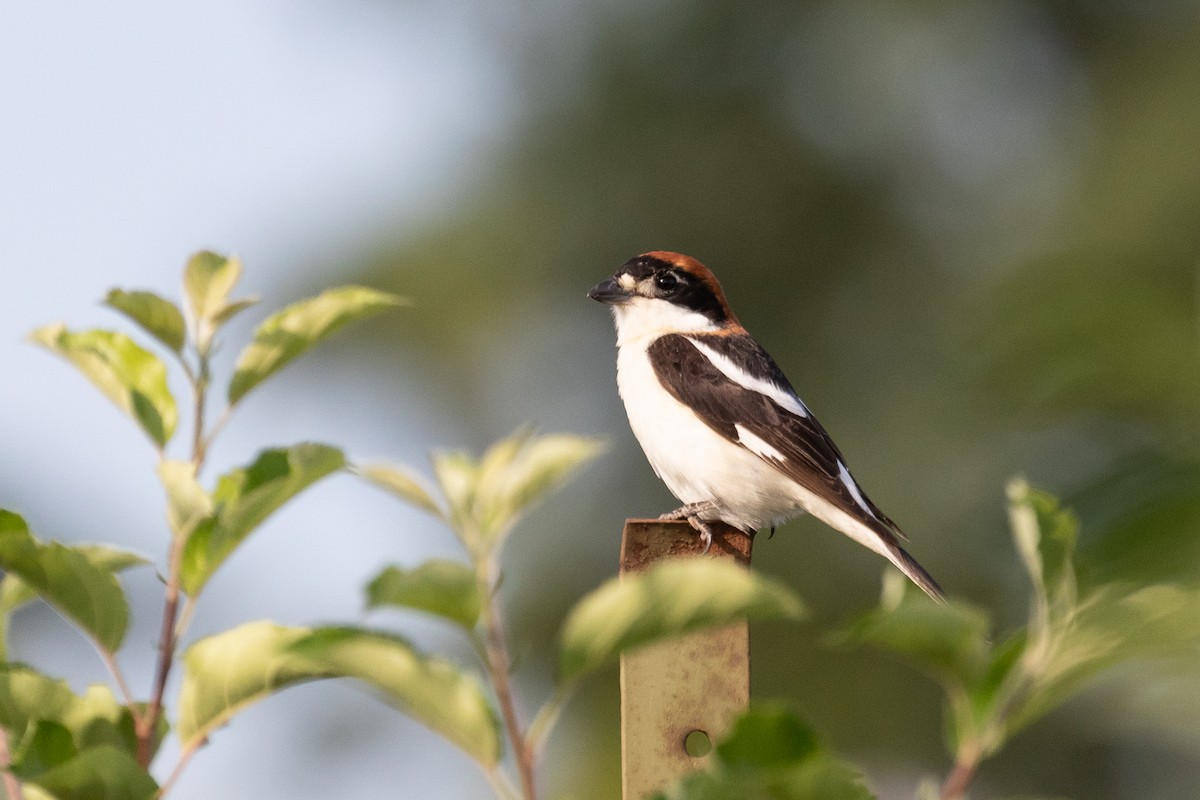 Woodchat Shrike - ML102651081