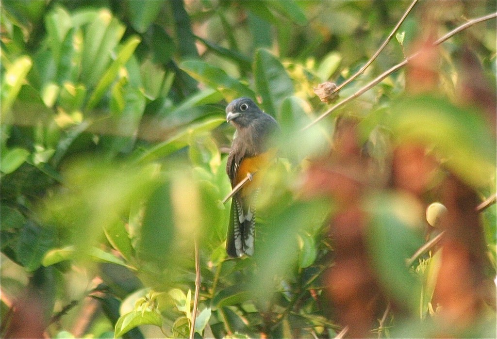 Amazonian Trogon - ML102653421