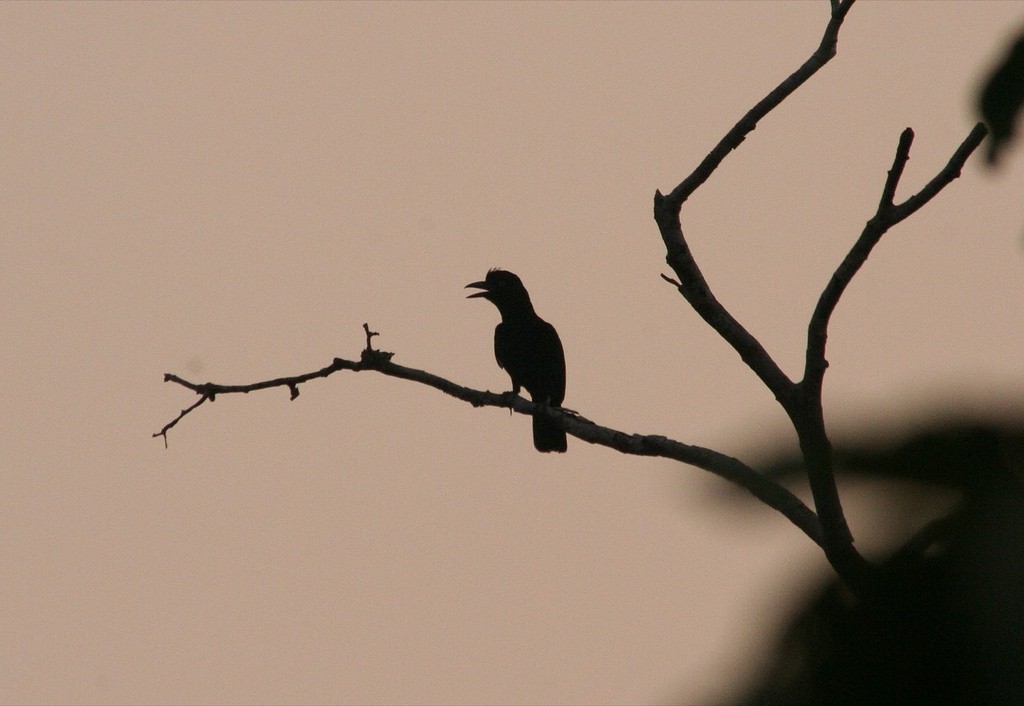 Амазонская зонтичная птица - ML102653631