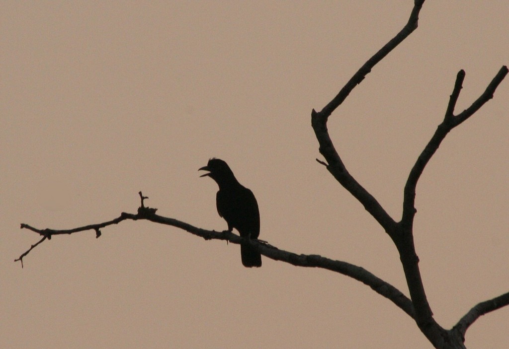Амазонская зонтичная птица - ML102653761